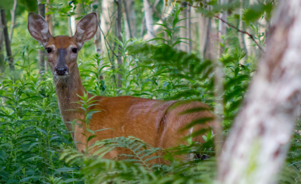 Sortie nature : Traces et indices de la faune sauvage_Bullion