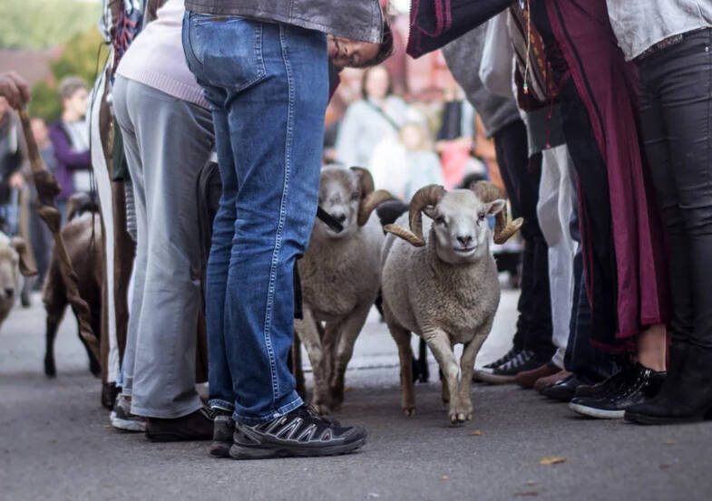 Esprit Jardin - Spectacle les moutons d’Ouessant_Versailles