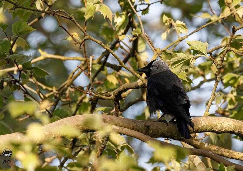 Esprit Jardin - Visite ornithologique_Versailles