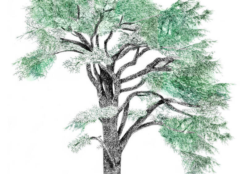 Esprit Jardin - Les « beaux arbres » de Versailles_Versailles
