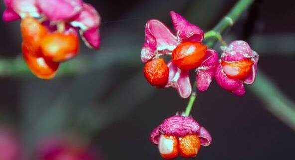 Sortie nature : De la plante aux matériaux artistiques_Crespières