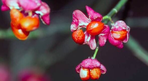 Sortie nature : De la plante aux matériaux artistiques_Crespières
