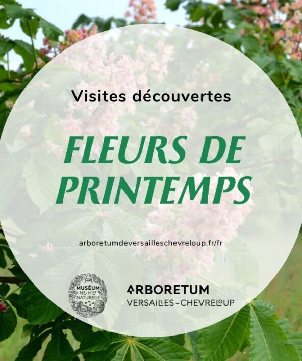 Visites découvertes de l'Arboretum de Versailles-Chèvreloup: Fleurs de Printemps_Le Chesnay-Rocquencourt