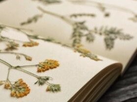 Bibliothèque de Viroflay - Création d'un herbier_Viroflay