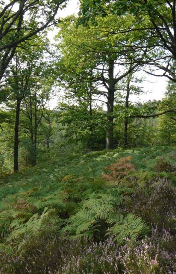 Sortie nature "Matinée en forêt de Rambouillet"_Rambouillet