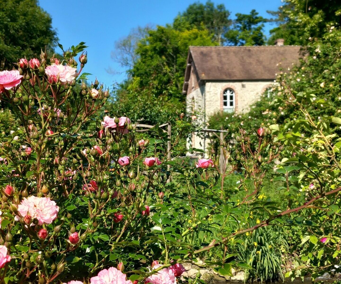 La roseraie du moulin_Prunay-en-Yvelines