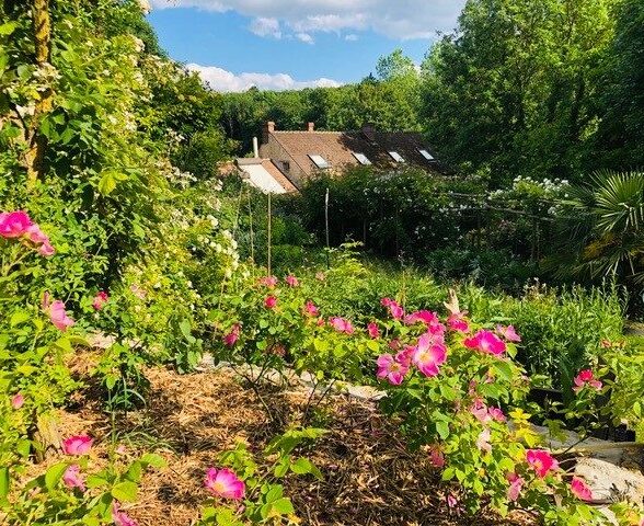 La roseraie du moulin_Prunay-en-Yvelines