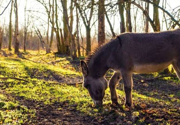 Sortie nature : L'âne Cadichon découvre la forêt_Morainvilliers