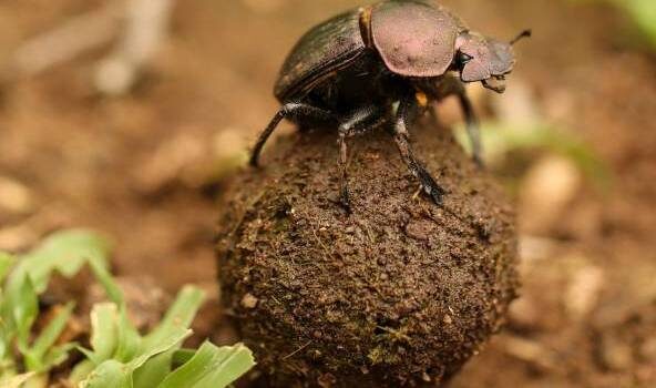 Sortie nature : Les décomposeurs_Plaisir