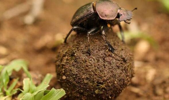 Sortie nature : Les décomposeurs_Plaisir