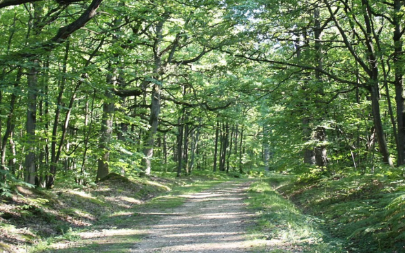 Sortie nature : Les espèces venues de loin, sensibilisation aux espèces exotiques envahissantes_Chevreuse