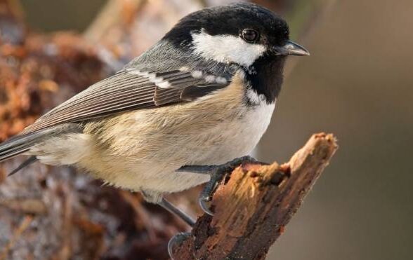 Sortie nature : Les oiseaux de la forêt_Chevreuse