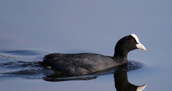 Sortie nature : Les oiseaux d'eau_Meulan