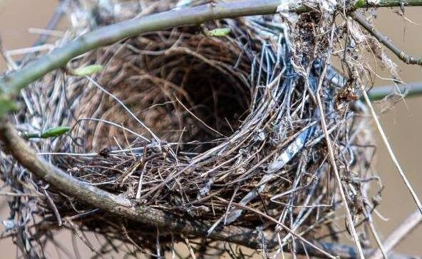 Sortie nature : Les oiseaux et leurs habitats_Chevreuse