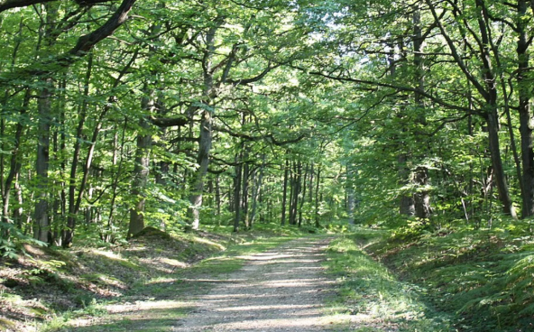 Sortie nature : Les plantes mal-aimées_Chevreuse
