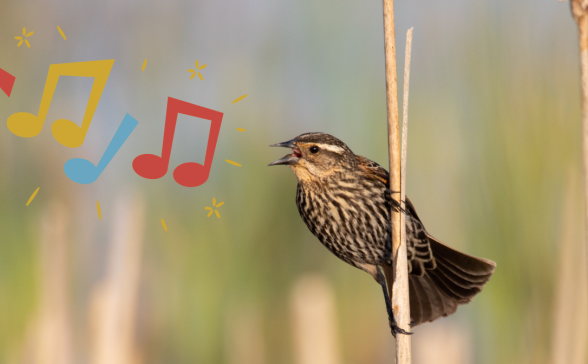 Sortie nature : Oiseau, pourquoi chantes-tu?_Épône
