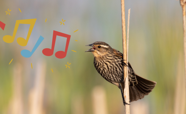 Sortie nature : Oiseau, pourquoi chantes-tu?_Épône
