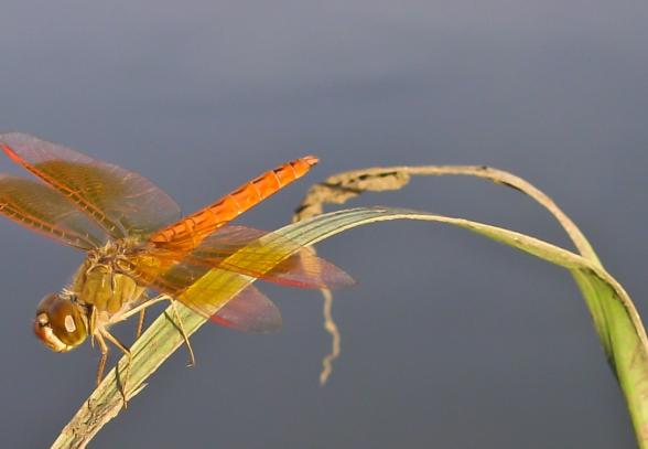 Sortie nature : Papillons et libellules_Bullion