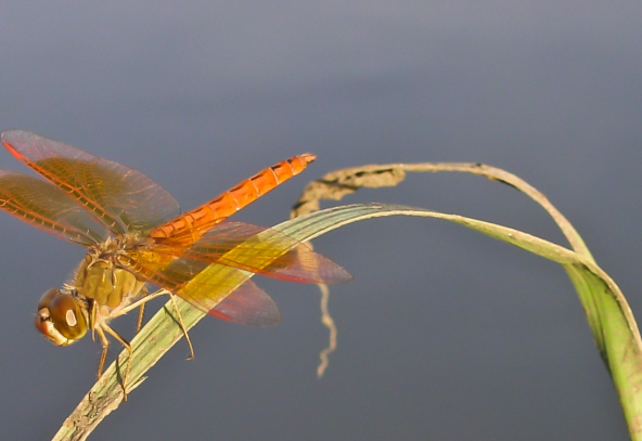 Sortie nature : Papillons et libellules_Bullion