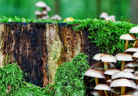 Sortie nature : Parlons Spore_Crespières