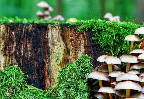 Sortie nature : Parlons Spore_Crespières