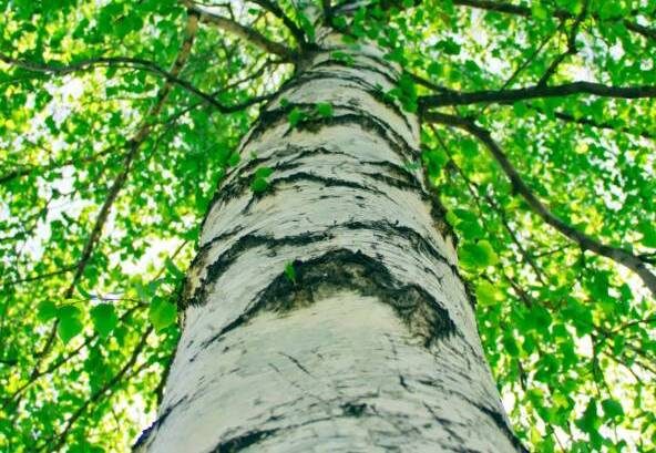 Sortie nature : Randonnées autour des arbres_Bullion