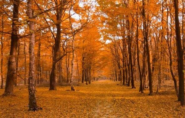 Sortie nature : Saveurs oubliées et plantes comestibles_Plaisir