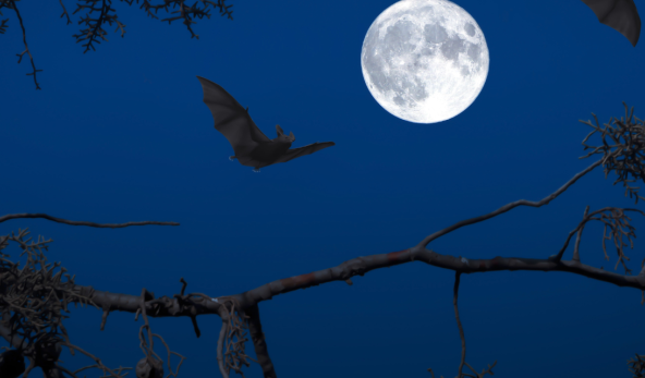Sortie nature : Une nuit avec les chauves-souris_Clairefontaine-en-Yvelines