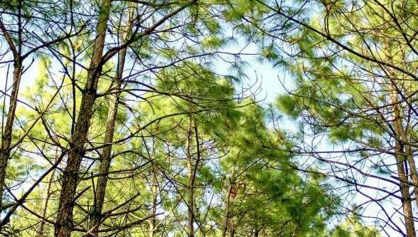 Sortie nature avec les Eco-Gardes_Rochefort-en-Yvelines