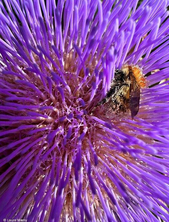Biodiversité et pollinisateurs