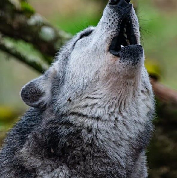L'appel du loup_Sonchamp