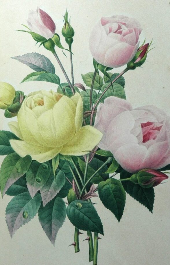 Roses de Pierre-Joseph Redouté