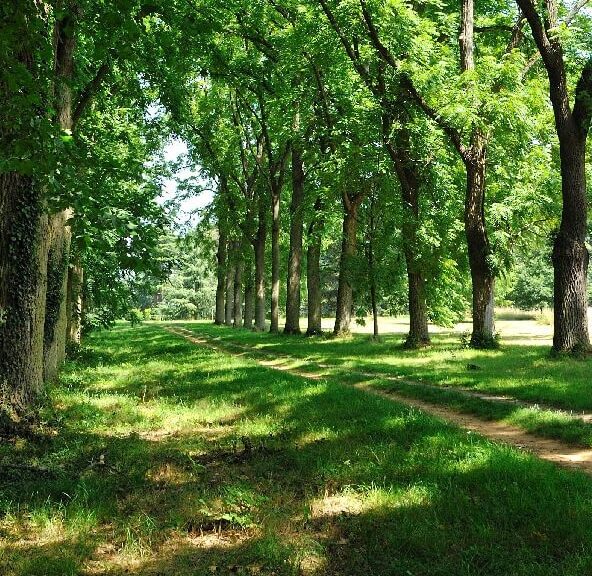 Arboretum de Versailles-Chèvreloup - Rendez-vous aux jardins_Le Chesnay-Rocquencourt