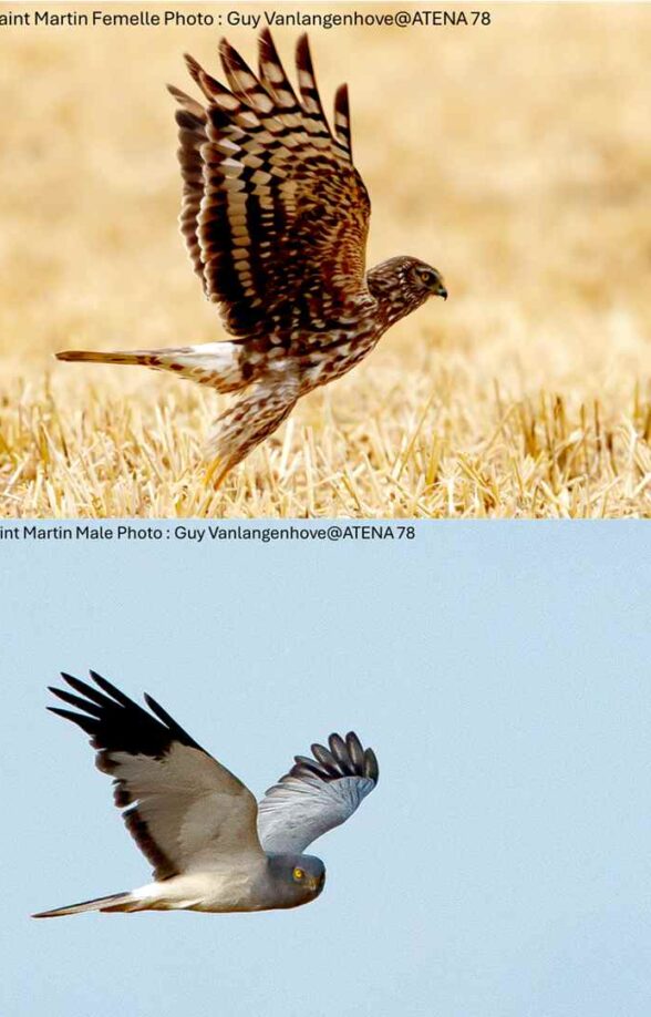 Busard Saint Martin_Orvilliers