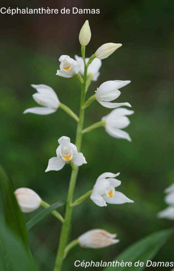 Orchidées sauvages - Bassin de la Vaucouleurs_Montchauvet