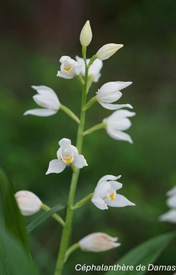 Orchidées sauvages - Bassin de la Vaucouleurs_Montchauvet