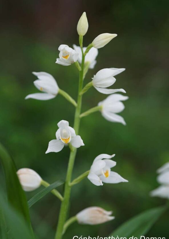 Orchidées sauvages - Bassin de la Vaucouleurs_Montchauvet