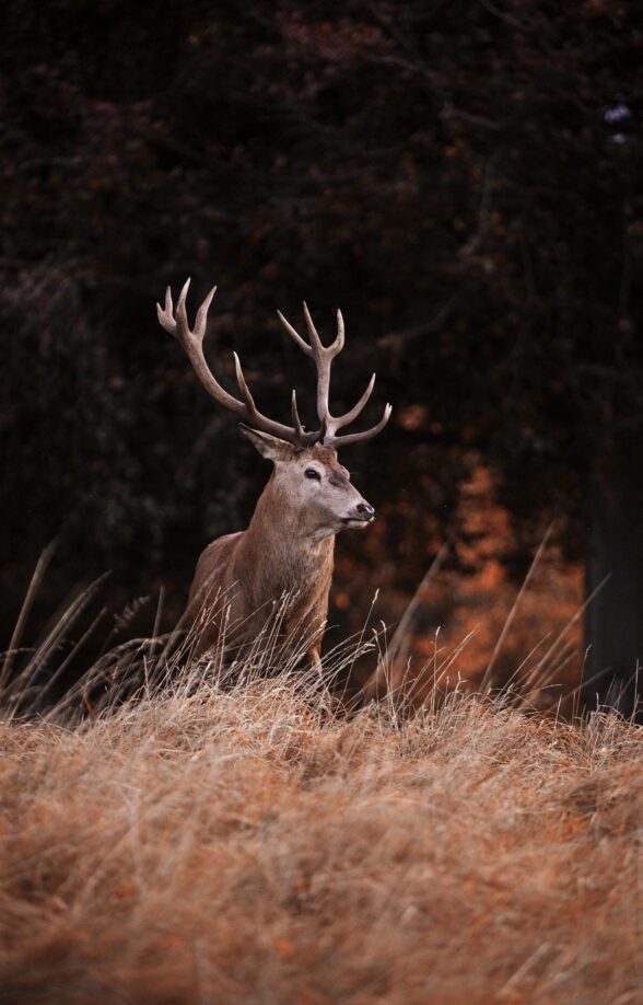 Cerfs et Chevreuils - Foret de Civry_Civry-la-Forêt