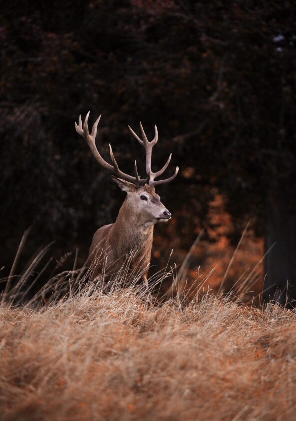 Cerfs et Chevreuils - Foret de Rambouillet_Adainville