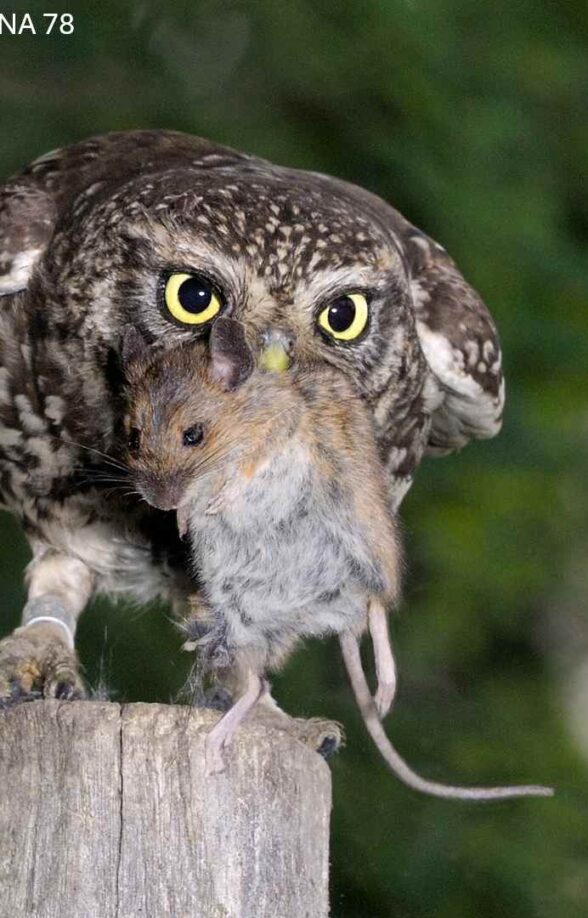 Chouette Cheveche Civry la Foret_Civry-la-Forêt