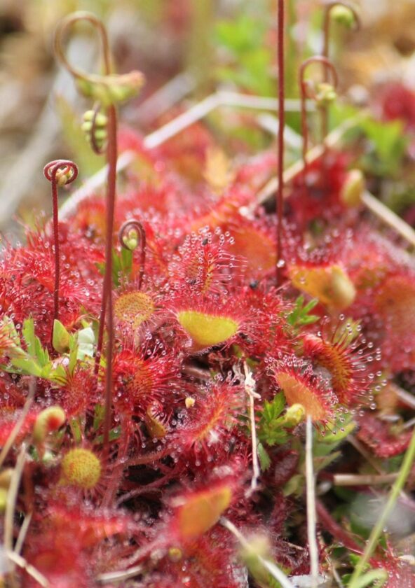 Drosera_Condé-sur-Vesgre