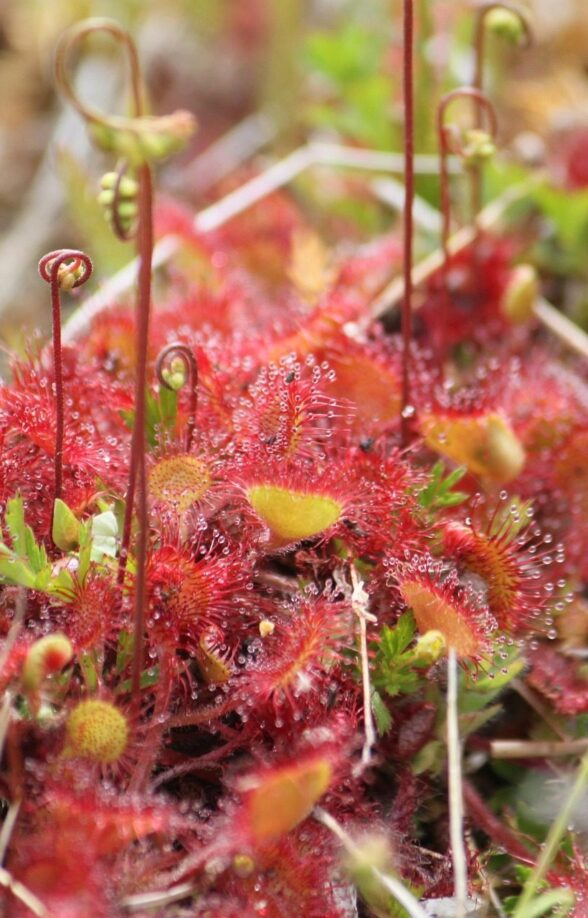 Drosera_Condé-sur-Vesgre