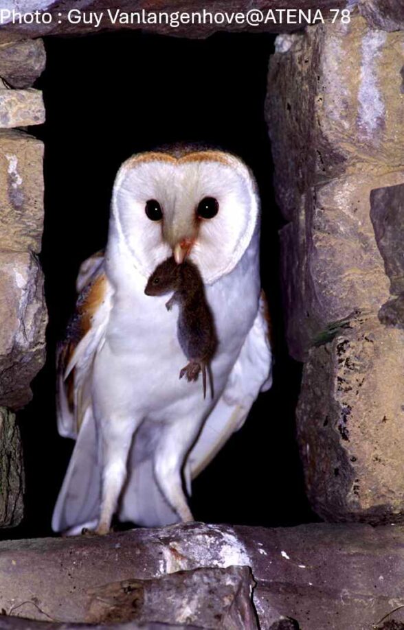 Chouette Effraie Eglise Saint Martin_Villette