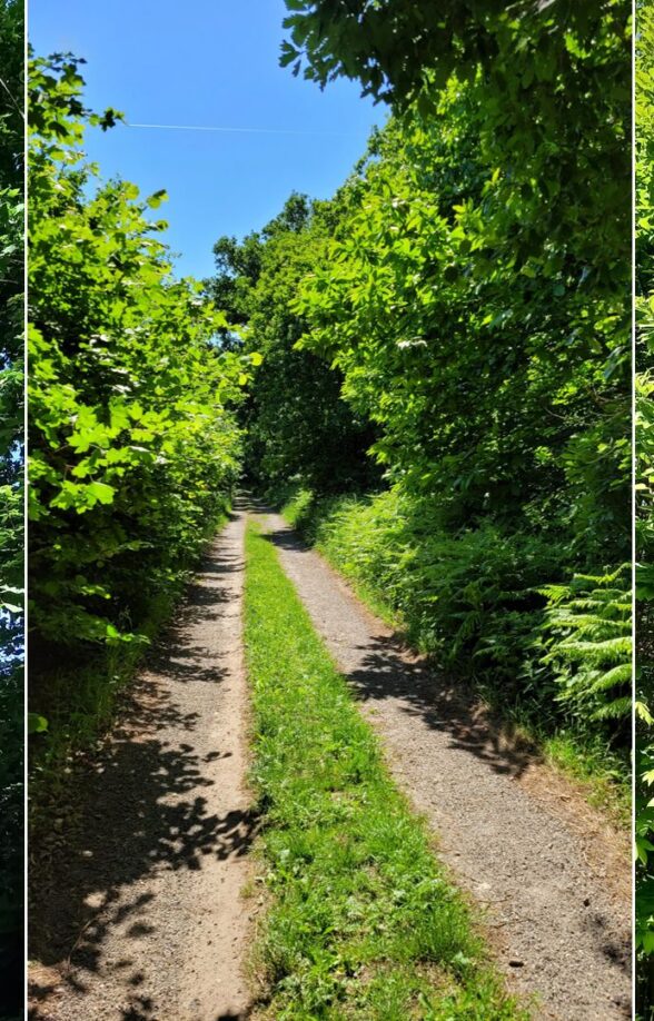Foret de Richebourg_Richebourg