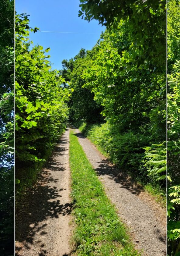 Foret de Richebourg_Richebourg