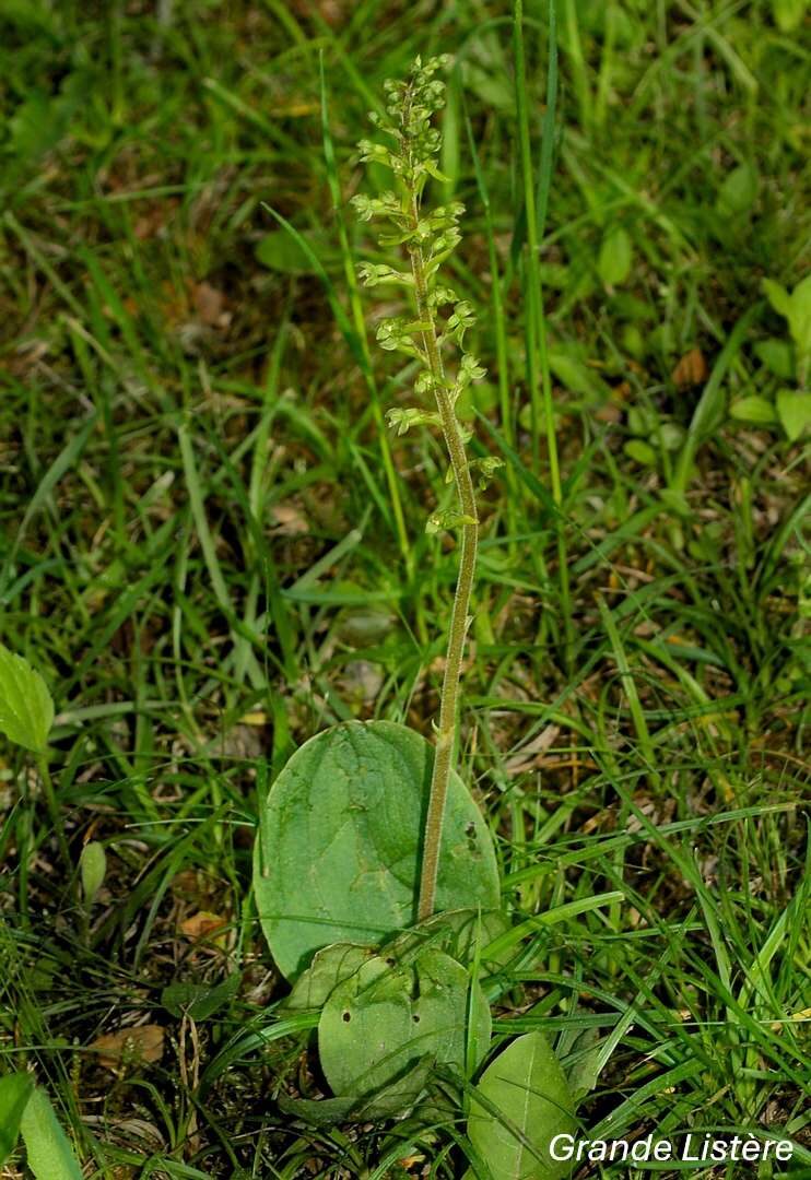 Orchidées sauvages - Bassin de la Vaucouleurs_Montchauvet