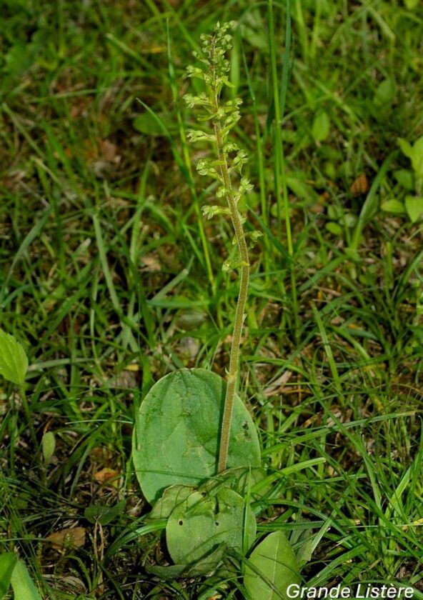 Orchidées sauvages - Bassin de la Vesgre_Condé-sur-Vesgre