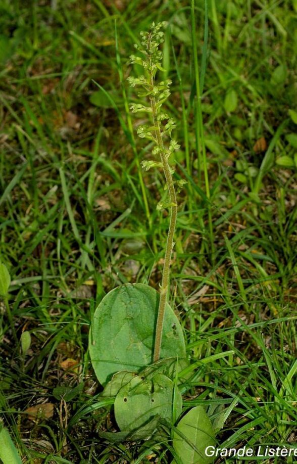 Orchidées sauvages - Bassin de la Vesgre_Condé-sur-Vesgre