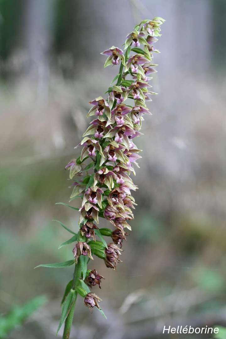 Orchidées sauvages - Bassin de la Vesgre_Condé-sur-Vesgre
