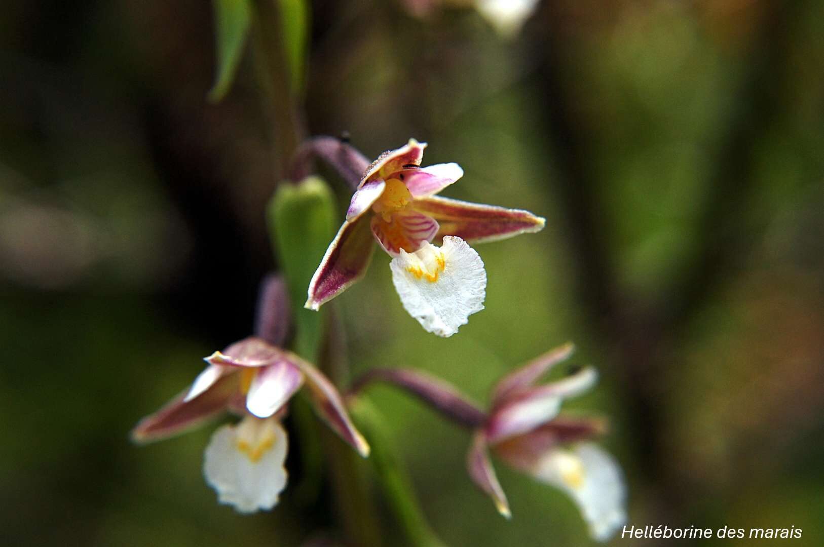 Orchidées sauvages - Bassin de la Vesgre_Condé-sur-Vesgre
